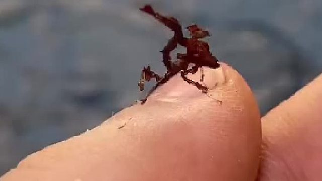 这只就是幼年的龙螳螂