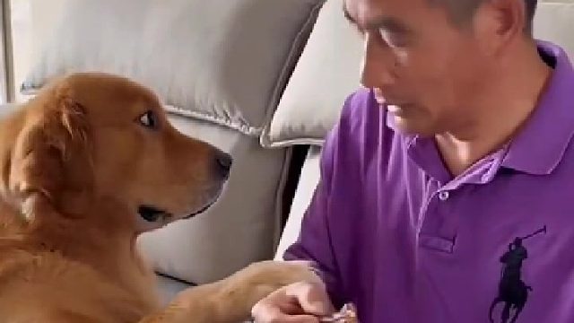 感动！主人奖励狗狗一只鸭腿，金毛接下来的举动让主人泪目！