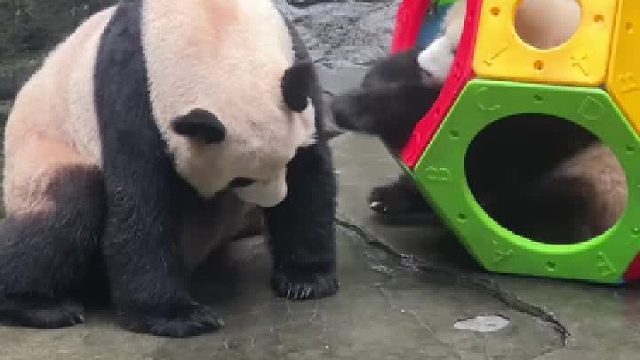 渝可你以为躲里面妈妈就揍不到你了？