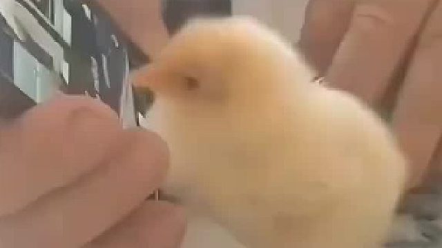 看的我都想养只鸡了……