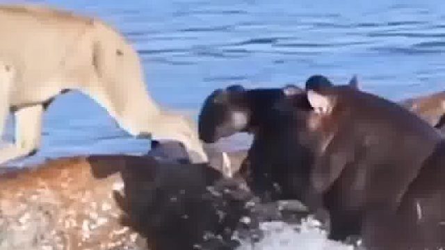 河马：这是我的地盘