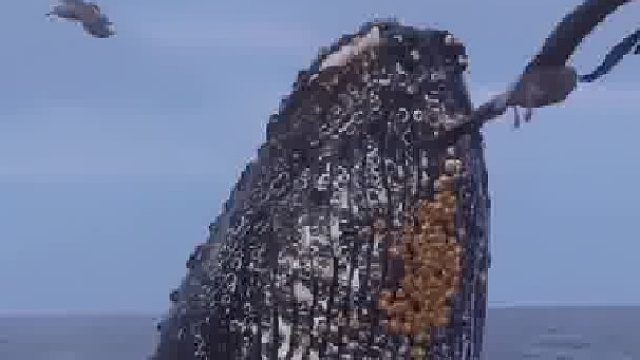 鲸吞四海，这是要与海鸥接吻吗