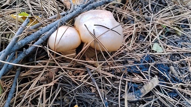 汤后大南沟捡蘑菇