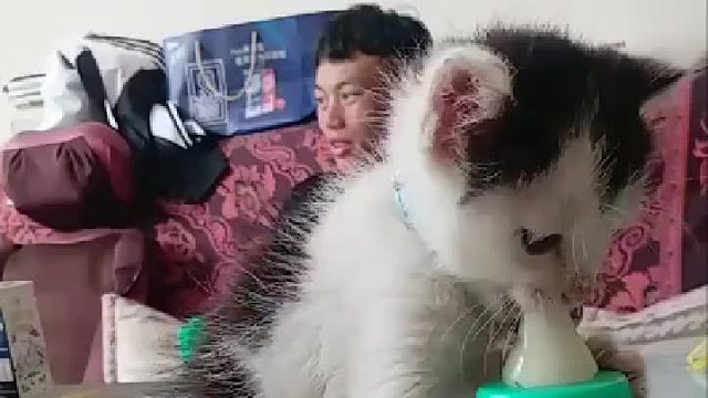 不用我喂 会自己嘬奶瓶，它嫌我笨