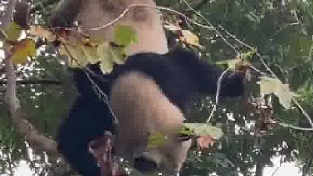 这可能就是熊猫数量稀少的原因吧