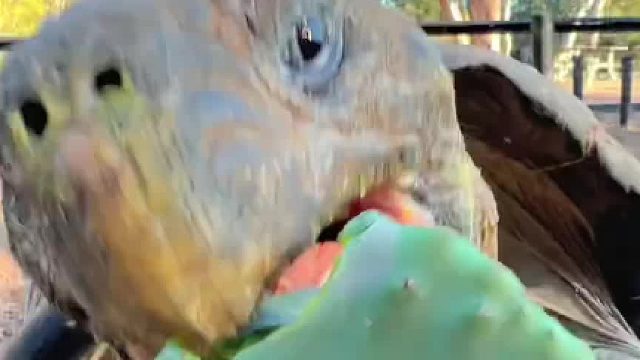 当海龟拿错了骆驼的菜谱……