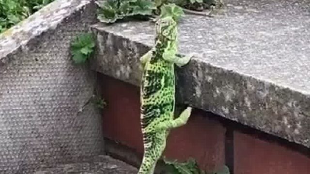 这咋还跳起来了呢