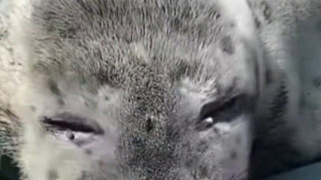 国外小姐姐救助了一只受伤的小海豹，不料它不仅会卖萌还超可爱