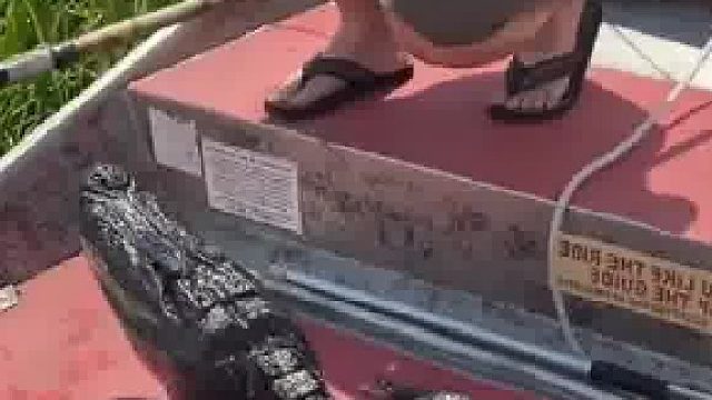 小哥捡到一条落单的小鳄鱼，养大后没想到它竟然乖巧又听话