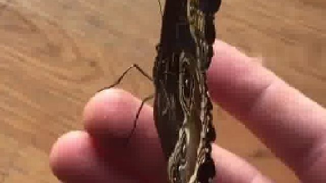 美丽的蜕变……