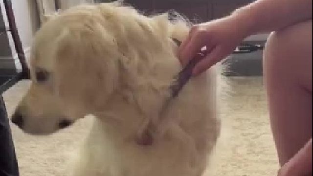 狗狗嗅到人类幼崽后急到跺脚