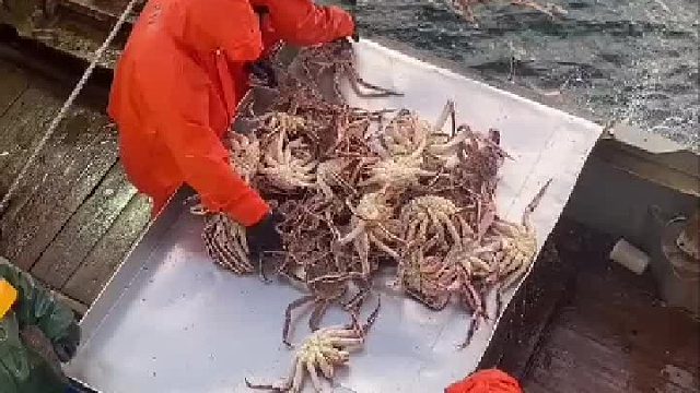 国内估计上船的海鲜不可能在回去