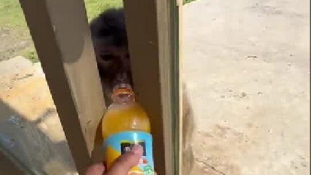 今天把猴哥抓住了