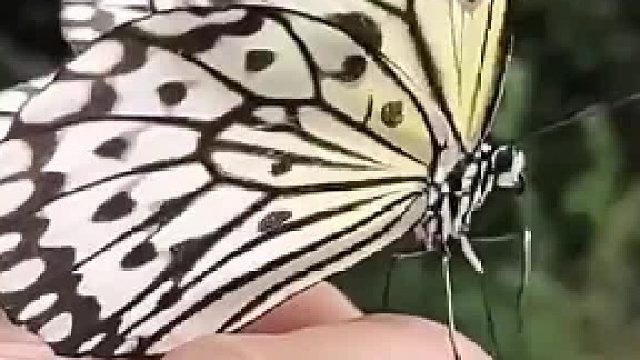 蝴蝶落在男子身上，抖都抖不掉 赶也赶不走，走到哪里蝴蝶跟到哪里