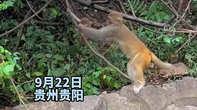 游客在景区看到大猴拽小猴 以为是猴妈妈 结果下一秒……网友：这么小就知道不能跟“陌生猴”走