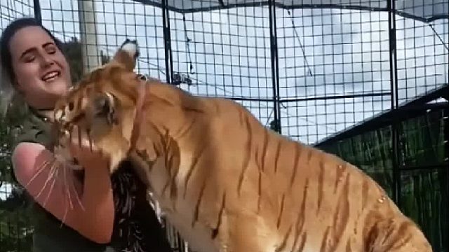 俄罗斯小女孩打小酷爱各种大猫，长大后如愿以偿实现了自己的梦想