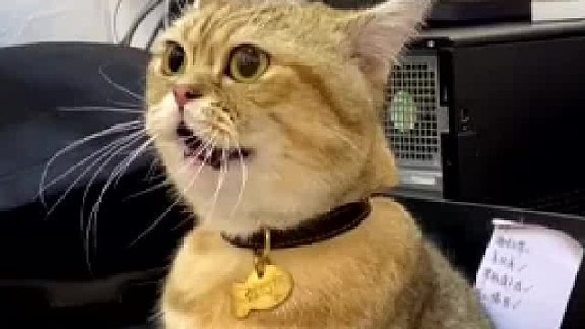 猫：你带我来上班还凶我，好委屈