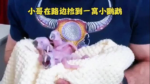 小哥在路边捡到一窝小鹦鹉，从此成为他们的奶爸，一个人生活也不再孤单