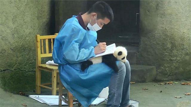 饲养员将熊猫宝宝当“桌垫”，下一秒熊猫宝宝反应，大家忍住别笑