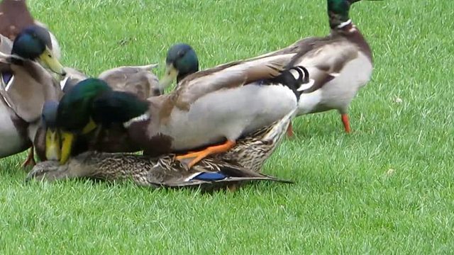 一只母鸭误入公鸭群，没过一会就爬不起来了，看完心疼母鸭