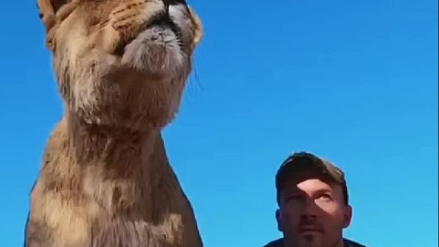 饲养员收养了只流浪的小狮子，多年后相见一眼就认出恩人激动相拥