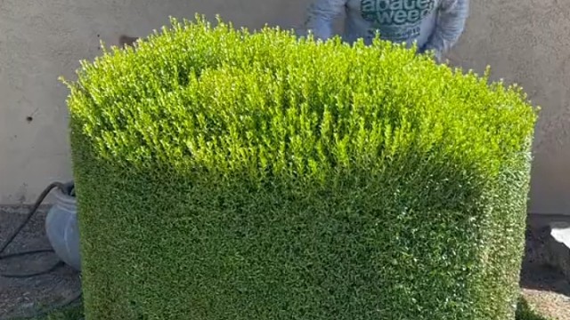 这哥们来说修剪了