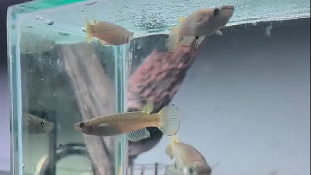 这设计真好，让两只缸里的鱼都看到了另外一个新世界……