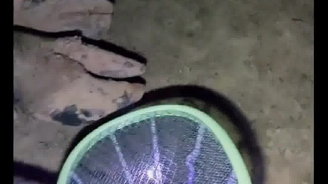 小时候心疼牛，晚上还偷偷给牛点了3卷蚊香