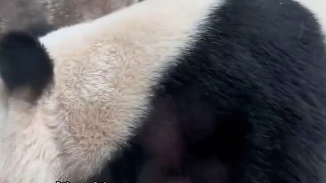大熊猫主动和游客贴贴，眨巴眨巴眼睛温柔地看着大家也太萌了吧！“太可爱了，受不了了”