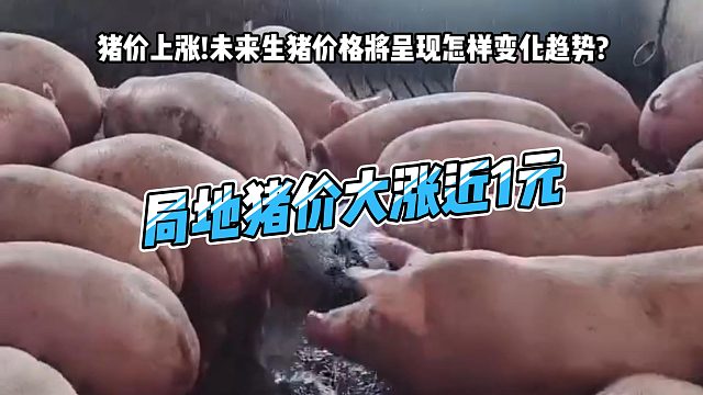 中秋国庆双节临近猪价逆势上涨！局地猪价大涨近1元！未来生猪价格将呈现怎样的变化趋势？#猪价行情