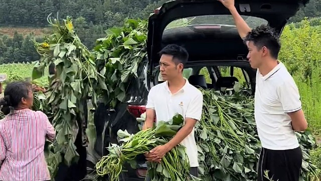这是地瓜藤，不是猪草