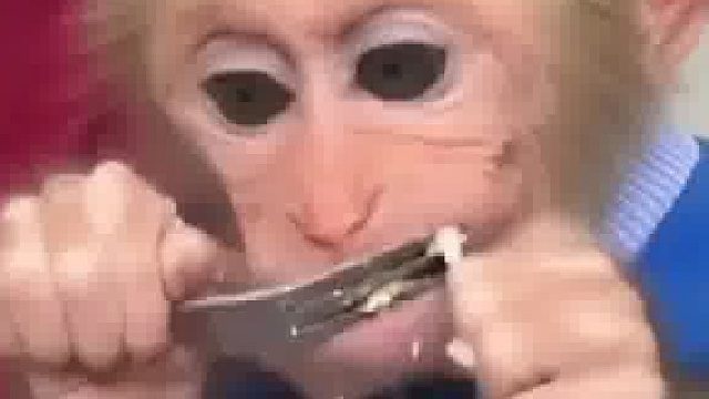 看猴宝干饭，细嚼慢咽不浪费