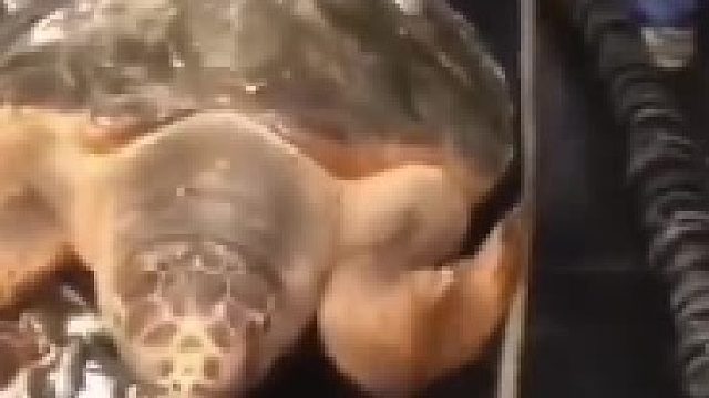 海龟：这里洗澡带搓背的……