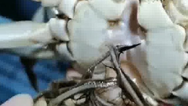 这只螃蟹是去过泰国了吗？