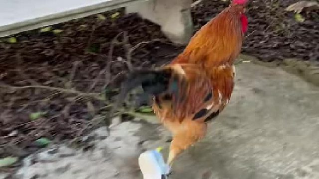 新鞋，太漂亮啦