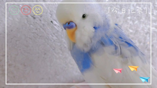 哥哥们期待已久的点点来了，虽然拍丑了，但是点点现实中很可爱的