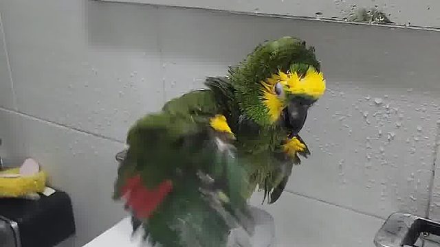 这鹦鹉不仅爱洗澡，还挺讲究，脚趾头缝都不放过……