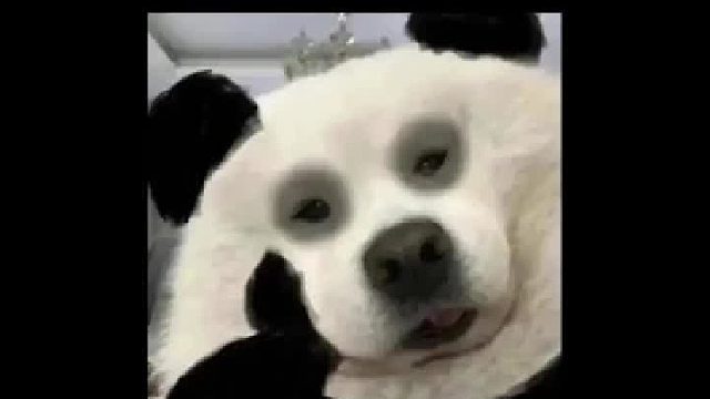 树：累了，毁灭吧！