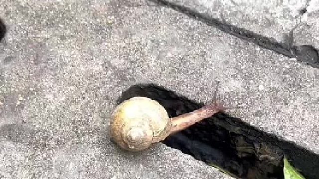 在它身上看到了勇气和努力