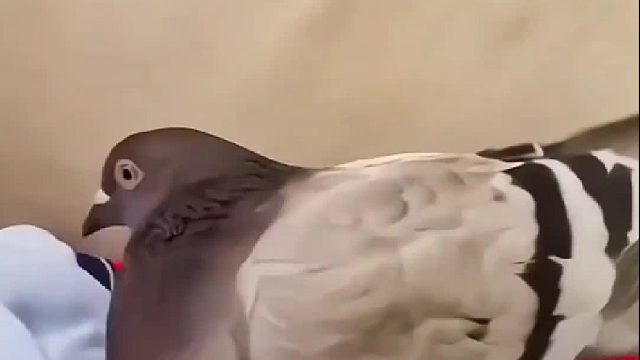 飞机的起落架是不是学它的