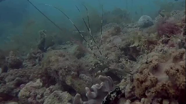 这种虾好不好吃