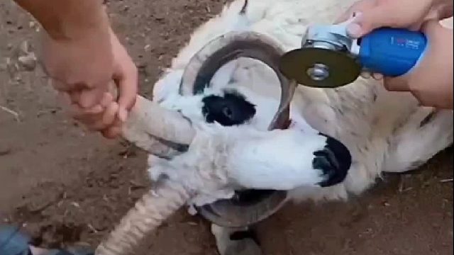 自然界这种羊最后都是被自己的角扎死的吗？