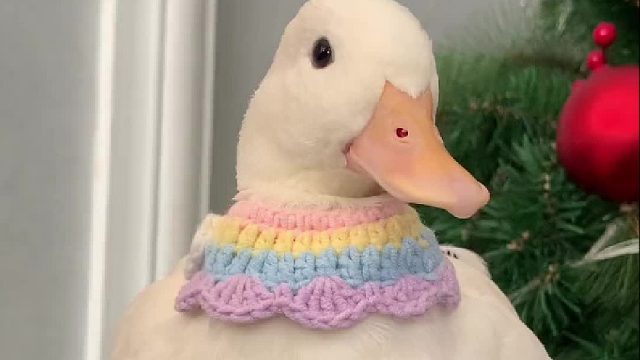 不知道别的鸭子是不是也这样