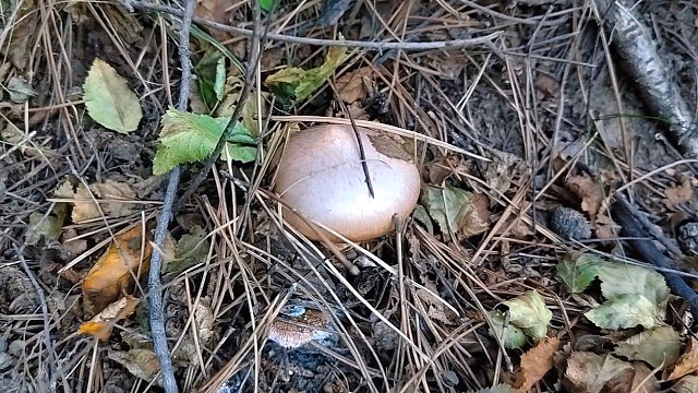 钻榛柴林里捡蘑菇