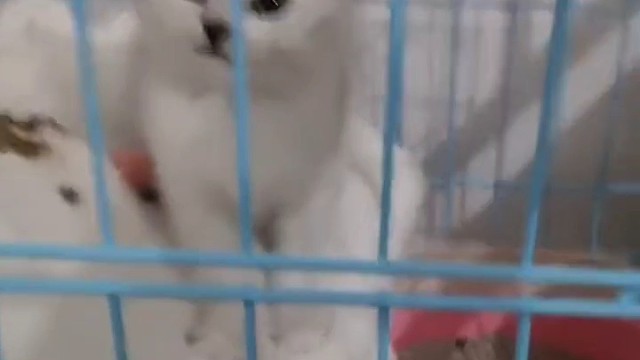 我家小可爱