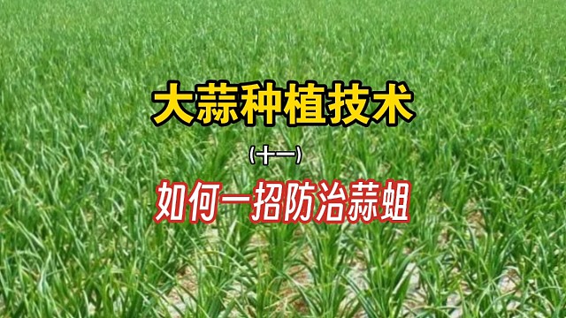 如何一招防治蒜蛆