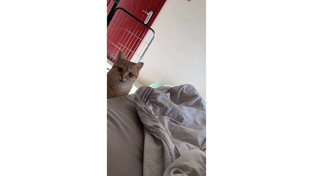 睡懒觉了，小猫钻被窝嘻嘻！