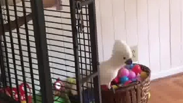 当鹦鹉“自嗨”被发现时，在一只鸟身上读懂了“尴尬”