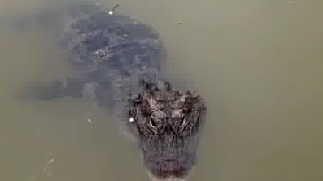 女子钓鱼时偶遇扬子鳄，“没害怕，我知道它很憨”