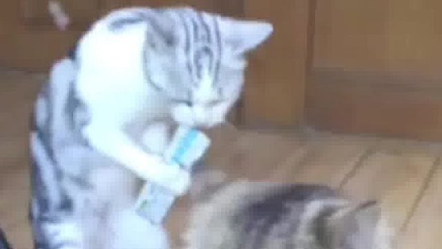 确定这是只猫吗